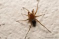 /album/zodariidae/zodarion-rubidum-2-m-jpg/